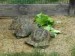 3 želvy vroubené